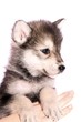 Wolfshund Welpe