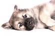 liegender Wolfhound Welpe