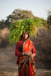 Indian villager woman carrying green grass