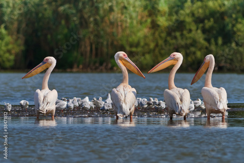 Photo: white pelicans white pelicans