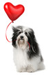 Lover Valentine Havanese dog
