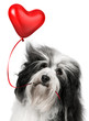 Lover Valentine Havanese dog
