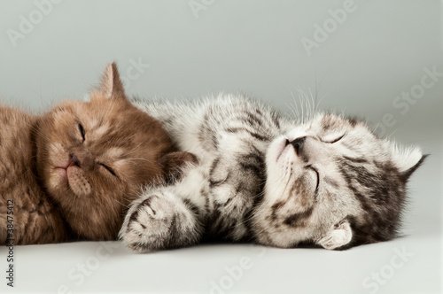 Photo: kitten kitten