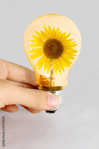 Photo: Hand hold light bulb with sunflower inside Hand hold light bulb with sunflower inside