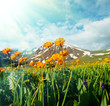 Mountain meadow