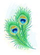 Feather of a peacock. Watercolor style.