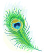Feather of a peacock. Watercolor style.