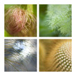 fond, végétal, végétation, nature, jardin, plante, jardinage