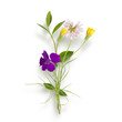 Bouquet of the field (wild) flowers