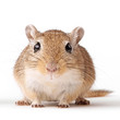 Gerbil von vorn isoliert auf weiß