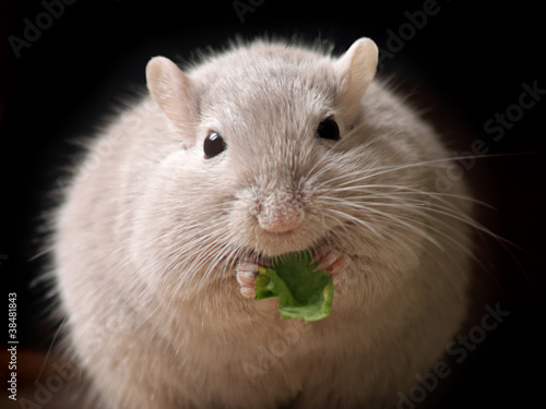 Photo: hungriger Mausball hungriger Mausball