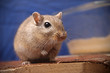 Gerbil im Käfig auf Holzterasse mit Sandbecken im Hintergrund