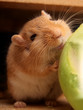 lächelnde Wüstenrennmaus verliebt in seinen Kohlrabi