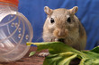 Maus im Käfig mit Salat