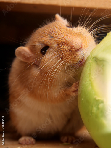 Photo: lächelnde Wüstenrennmaus verliebt in seinen Kohlrabi lächelnde Wüstenrennmaus verliebt in seinen Kohlrabi