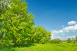 Spring landscape with trees growing in the meadow