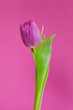 Tulpe mit lila Hintergrund