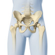 Hüfte-Anatomie - 3D Grafik