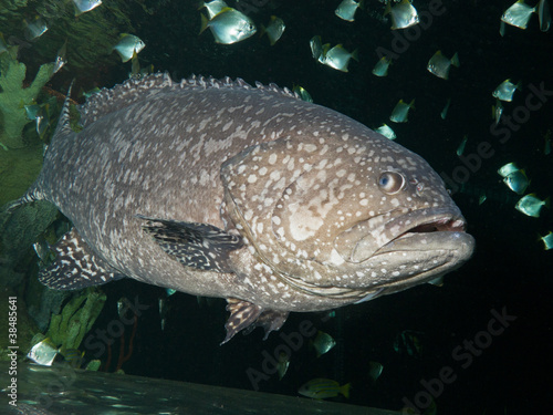 Photo: The Giant grouper (Epinephelus lanceolatus), brindle bass The Giant grouper (Epinephelus lanceolatus), brindle bass