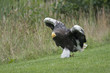 White-tailed Eagle