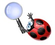 coccinella con lente 1