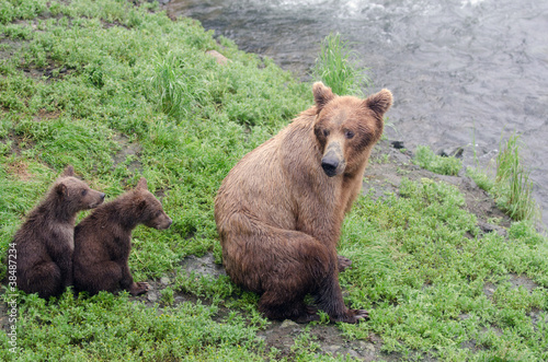 Photo: Grizzly bear cubs Grizzly bear cubs