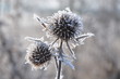 chardon de glace 8