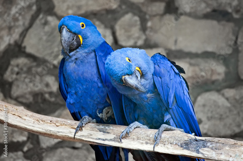 Photo: Couple of beautiful Blue and yellow macaws Couple of beautiful Blue and yellow macaws