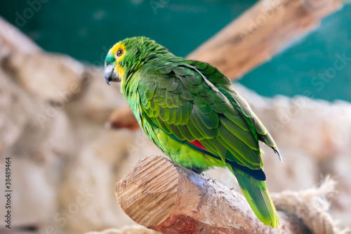 Photo: Parrot (Fischer's Lovebird) Parrot (Fischer's Lovebird)