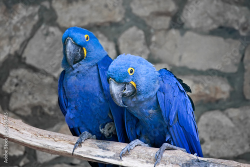 Photo: Couple of beautiful Blue and yellow macaws Couple of beautiful Blue and yellow macaws