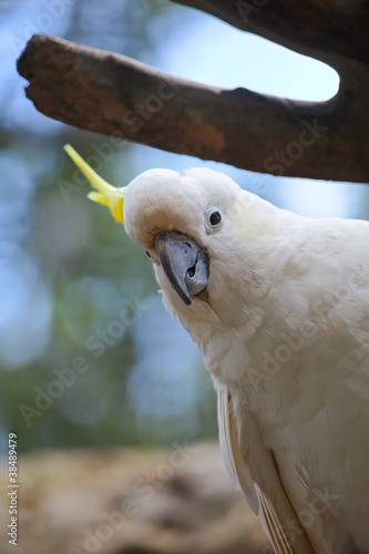 Photo: White and Yellow crested Cockatoo White and Yellow crested Cockatoo