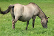 Pregnant mare Pregnant mare