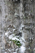 Tree trunk with fungus and snow
