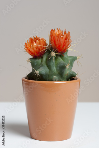 Photo: Kaktus in orange Kaktus in orange