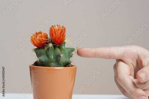 Photo: stechender Kaktus stechender Kaktus