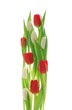 canvas print picture - Tulips
