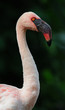 Zwergflamingo
