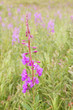 Fireweed