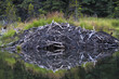 Beaver lodge in Alaska