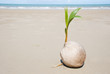 Coconut tree growing on empty tropical beach