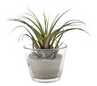 Small plant in glass