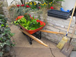 Red Wheelbarrow with garden refuse