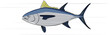 Tuna yellowfin