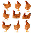 Set of brown chicken isolated on white
