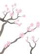 Kirschblüten