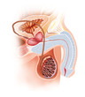 male reproductive scheme male reproductive scheme