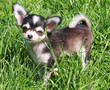 Foto: Bonny the Chihuahua Pup on Grass Bonny the Chihuahua Pup on Grass