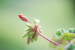 Red geranium flower