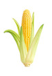 corn isolated