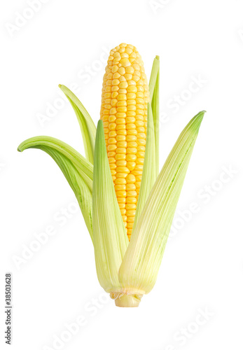 Photo: corn isolated corn isolated